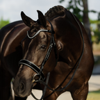 A dark brown horse wearing a black leather Lumiere Saphira snaffle bridle, cavesson variant, bridle with silver rhinestone accents on the browband, silver pipping on the noseband, photographed outdoors with a blurred natural background.