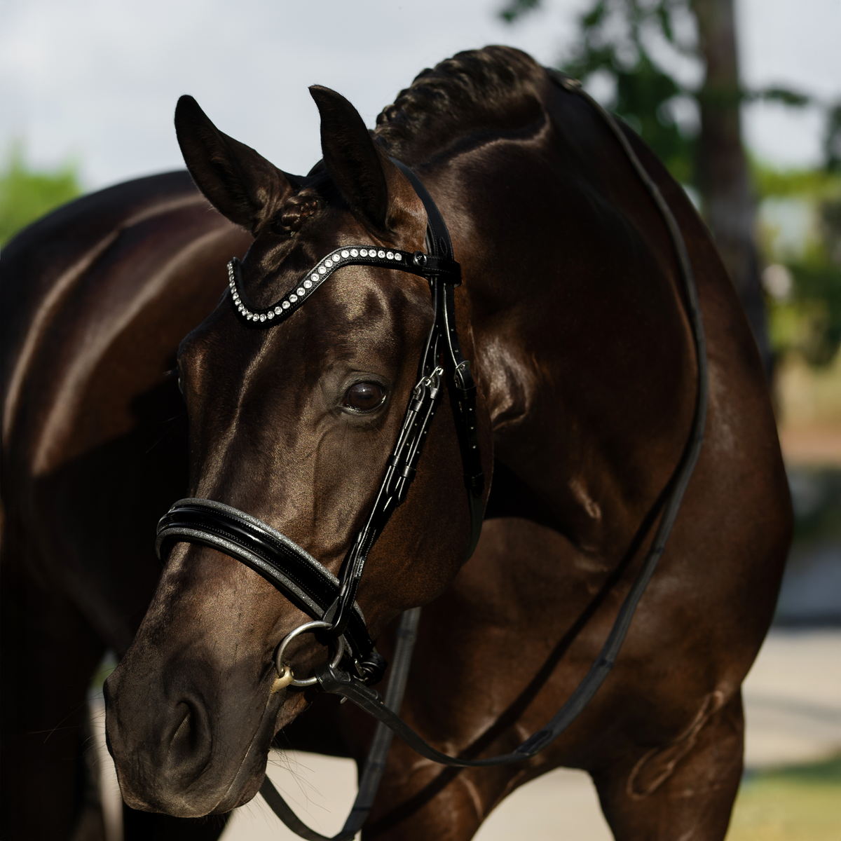 A dark brown horse wearing a black leather Lumiere Saphira snaffle bridle, cavesson variant, bridle with silver rhinestone accents on the browband, silver pipping on the noseband, photographed outdoors with a blurred natural background.