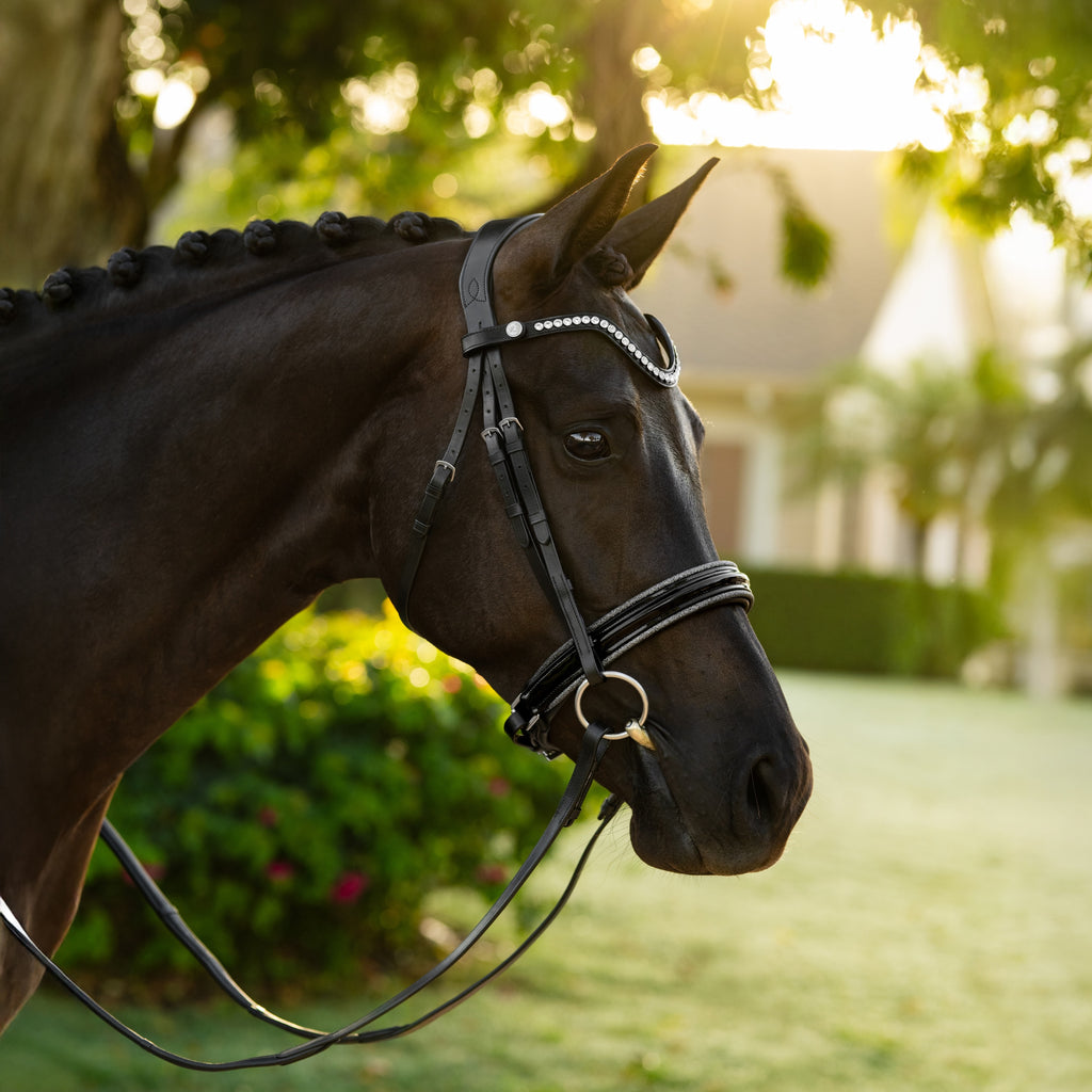 A close-up side profile of a bai horse outdoors in warm sunlight, wearing a black leather Lumiere Saphira snaffle bridle with silver decorative accents and reins.