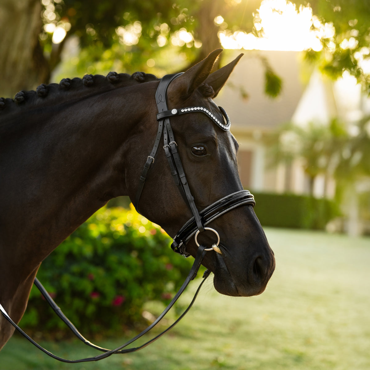 A close-up side profile of a bai horse outdoors in warm sunlight, wearing a black leather Lumiere Saphira snaffle bridle with silver decorative accents and reins.