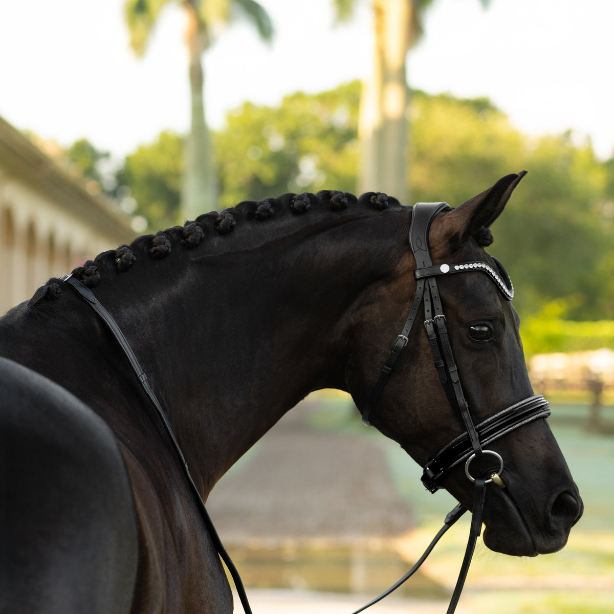 Bai horse with the Lumiere Saphira snaffle cavesson bridle style, in an outdoor setting with trees and water in the background