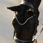 A close-up of a dark horse wearing a black leather Lumiere Saphira snaffle bridle, cavesson variant, a bridle adorned with a curved row of sparkling silver rhinestones