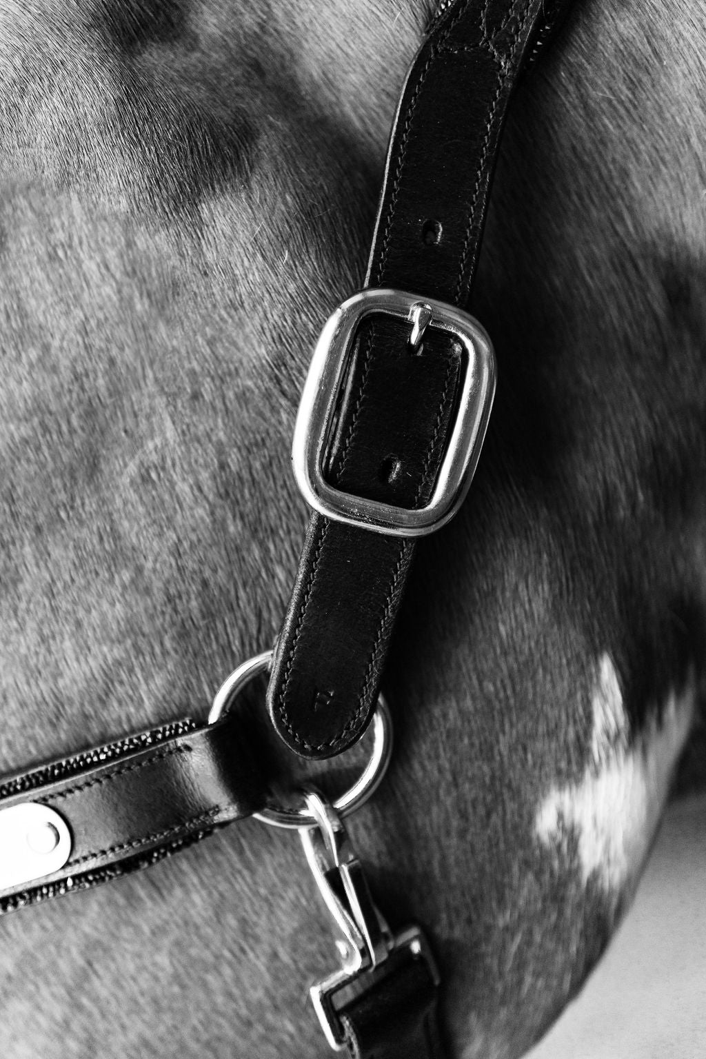 Close-up of a horse's head with the Lumiere Vegas halter featuring the rmetal buckle and hook closing