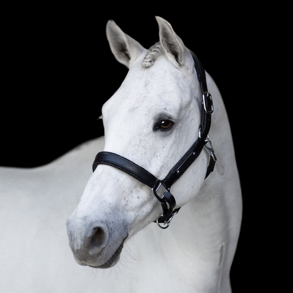A white horse wearing the Lumiere Vegas halter on a black background