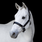 A white horse wearing the Lumiere Vegas halter on a black background