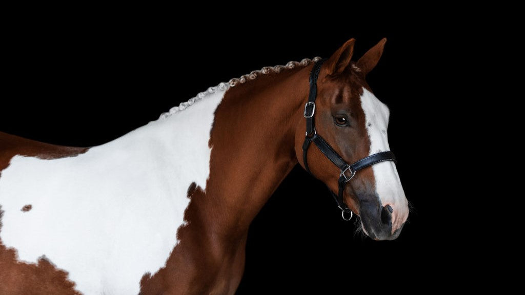 Brown and white horse wearing the Lumiere Vegas halter on a black background