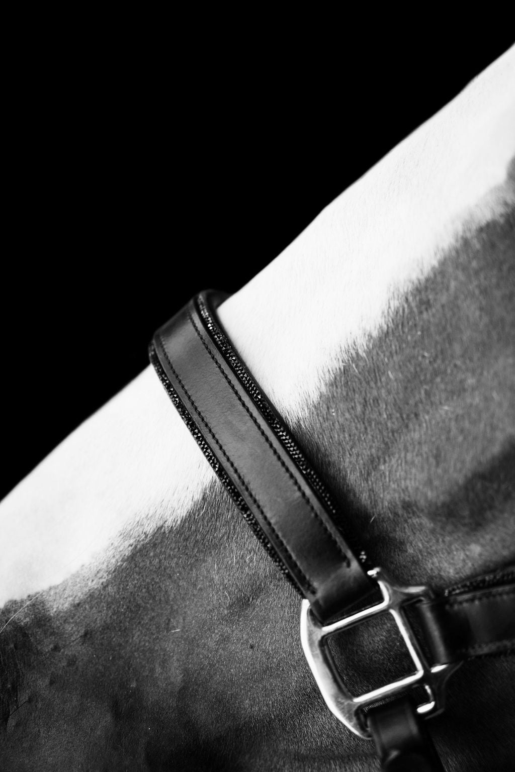 Close-up of the Lumiere Vegas Halter noseband in black and white filter