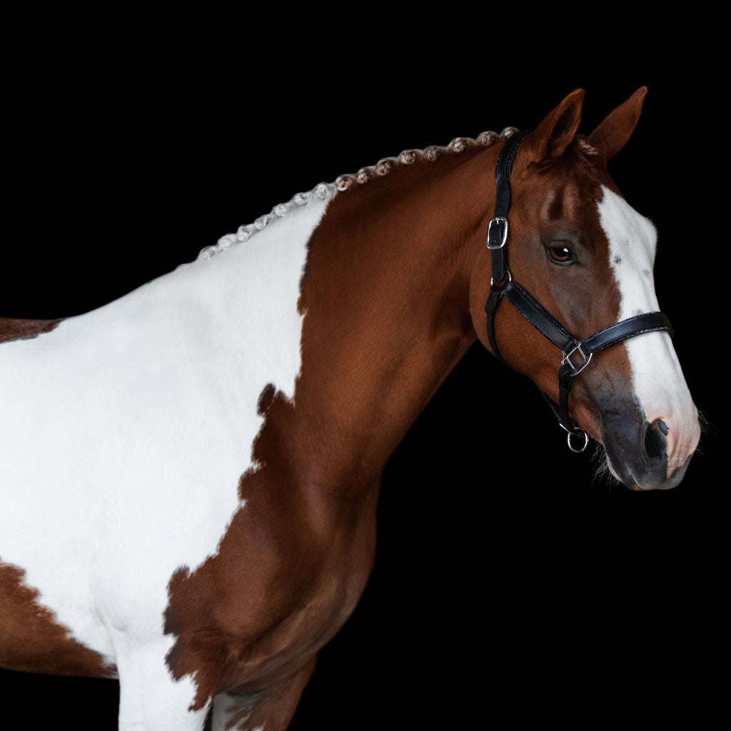 Brown and white horse wearing the Lumiere Vegas halter on a black background