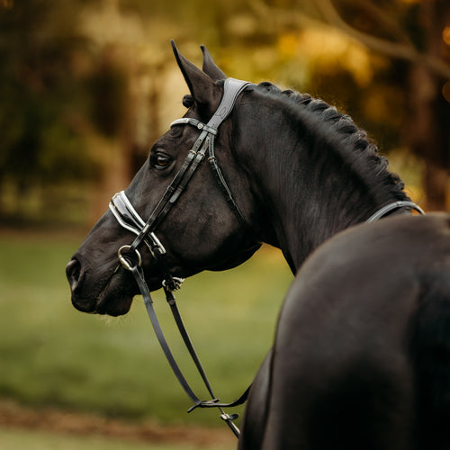 Black horse wearing a Lumiere Adeline bridle crafted from premium leather  with white gel-padded noseband and luxury crystal browband, perfect for dressage, jumping and eventing.