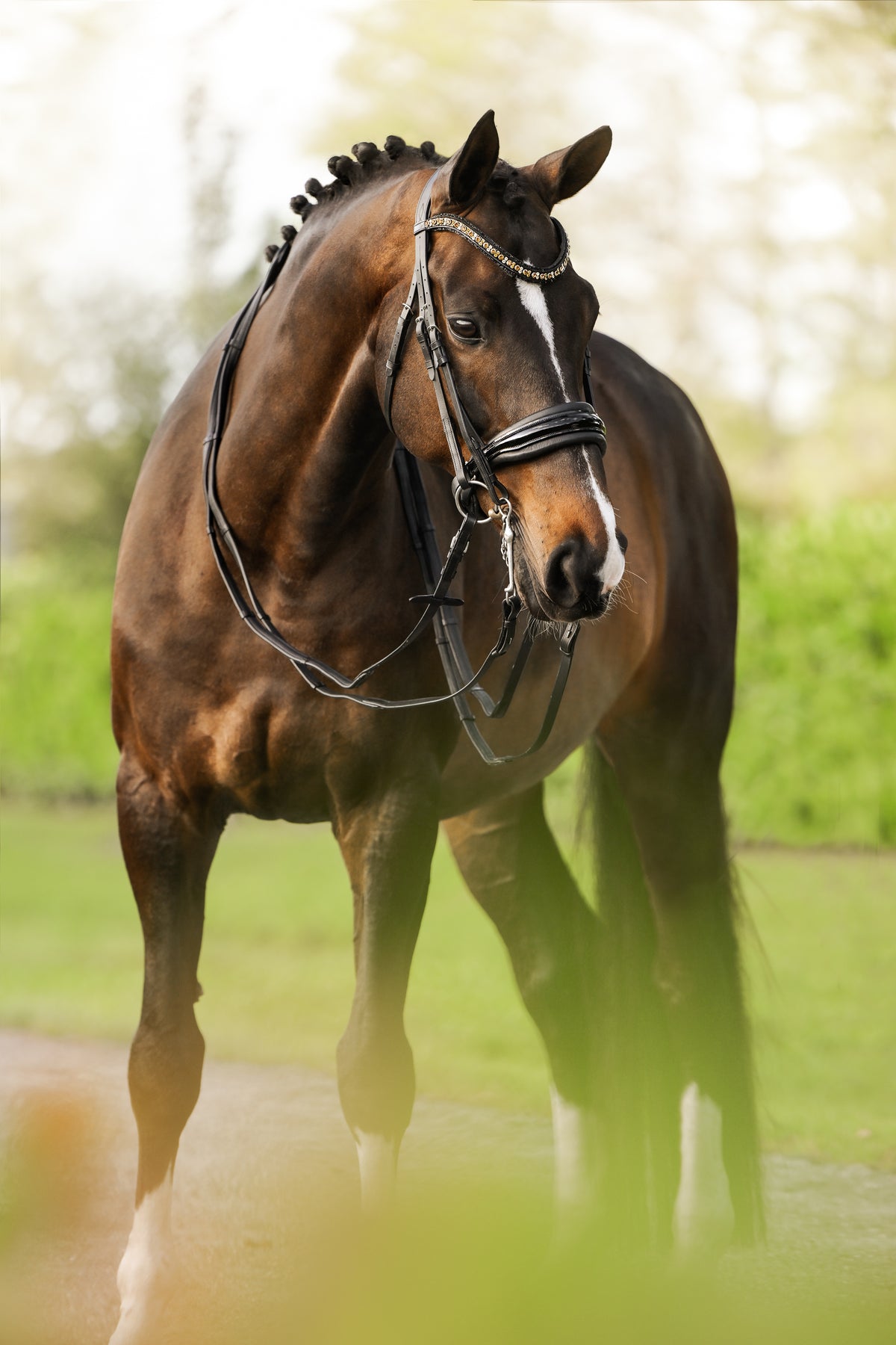 Image of a dark brown horse wearing the Lumiere Ariana double bridle with a natural background