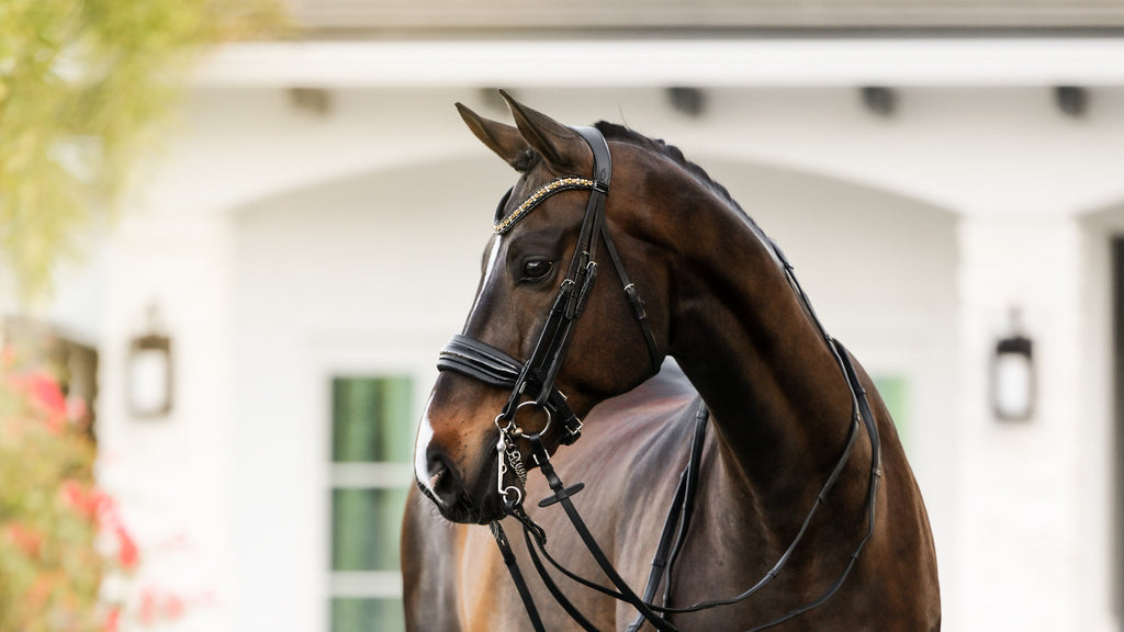 Close-up Image of a dark brown horse wearing the Lumiere Ariana double bridle with a white farm background