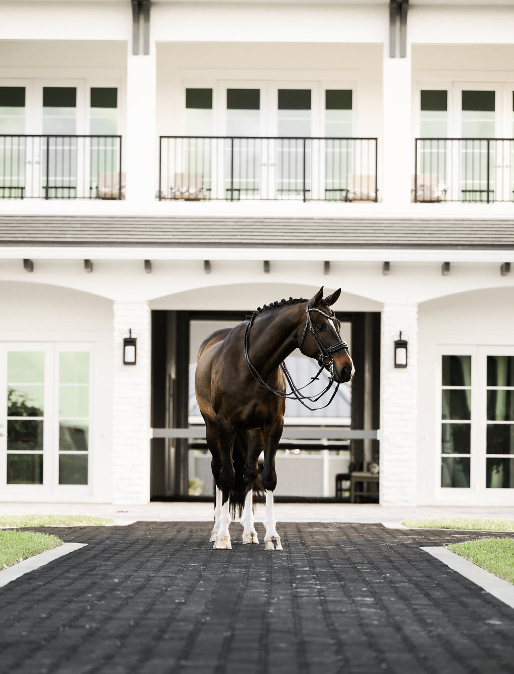 Image of a dark brown horse wearing the Lumiere Ariana double bridle with a white farm background