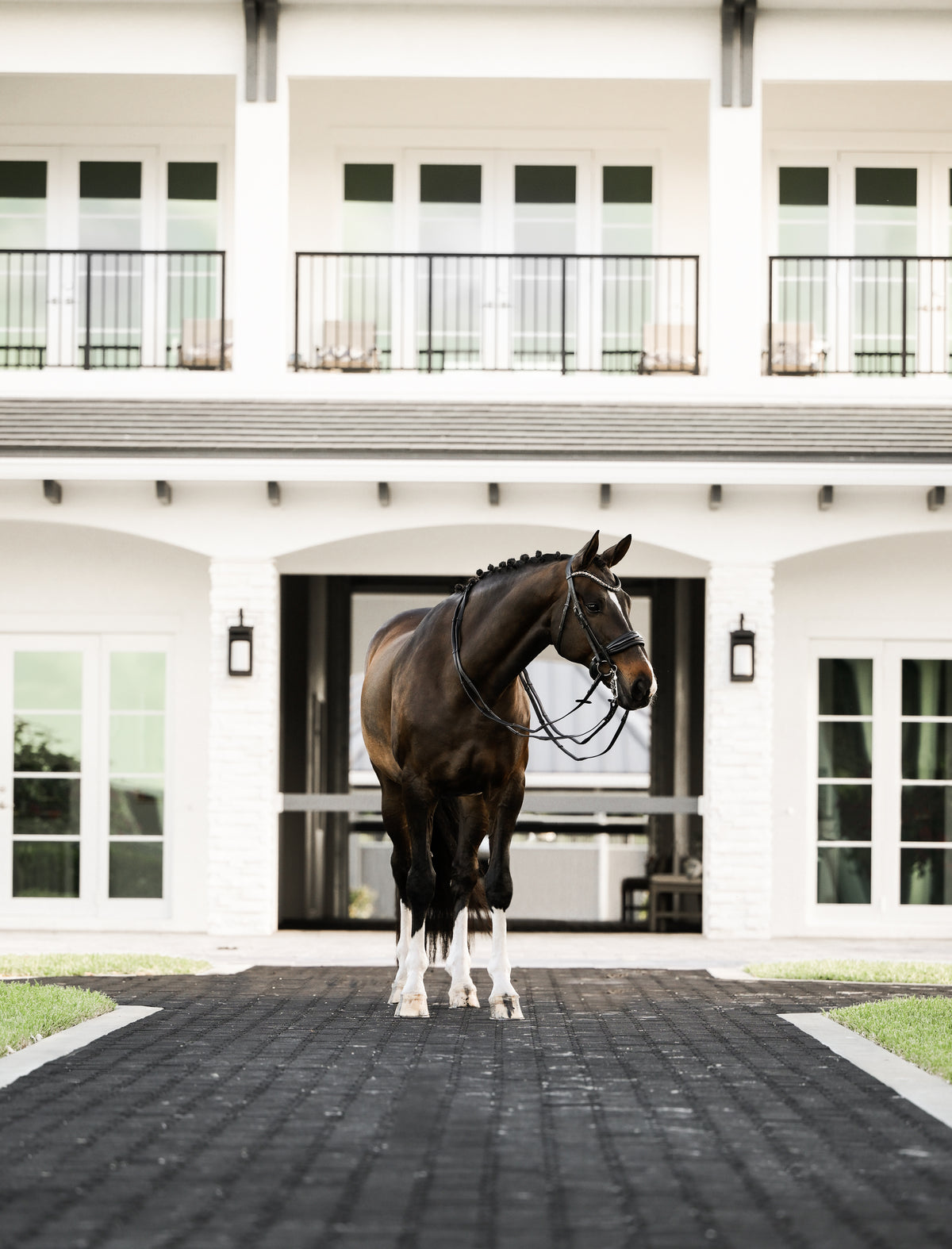 Image of a dark brown horse wearing the Lumiere Ariana double bridle with a white farm background