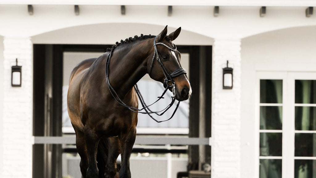 Image of a dark brown horse wearing the Lumiere Ariana double bridle with a white farm background