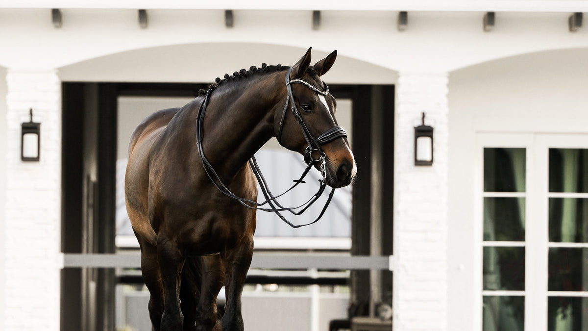 Image of a dark brown horse wearing the Lumiere Ariana double bridle with a white farm background