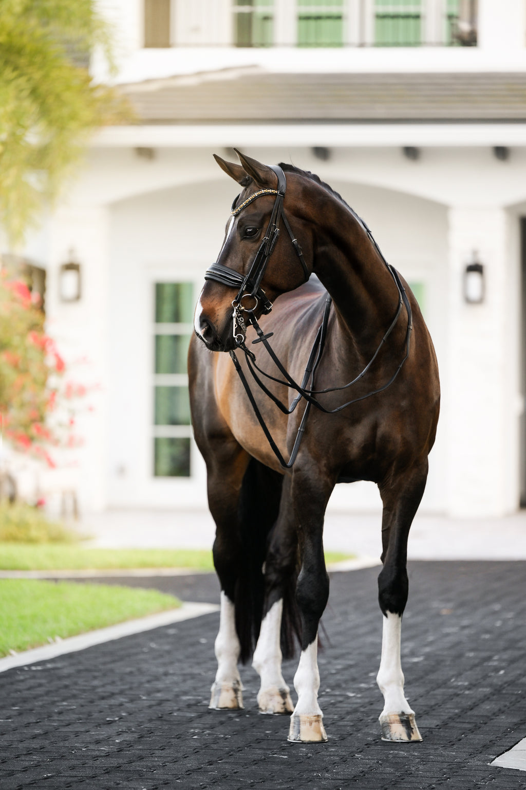 Image of a dark brown horse wearing the Lumiere Ariana double bridle with a white farm background
