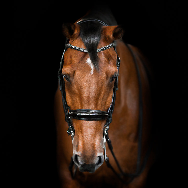 A close-up front view of a white horse wearing the Lumiere Audrey double bridle crafted from rolled premium leather with deep-drop black solitaire crystal browband featuring a gel-padded anatomic headpiece and gel-padded patent noseband against a solid black background.