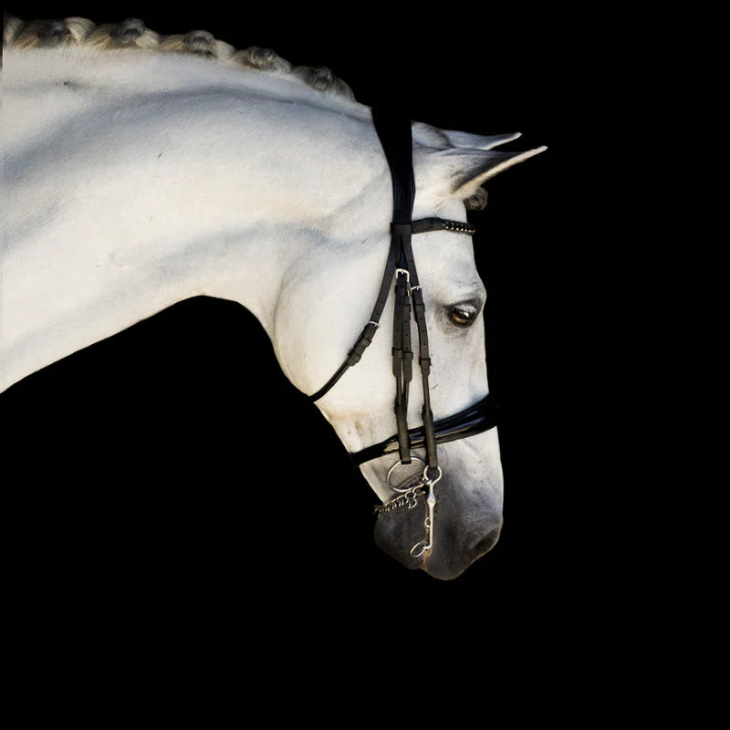 A close-up side profile of a white horse wearing the Lumiere Audrey double bridle crafted from rolled premium leather with deep-drop black solitaire crystal browband featuring a gel-padded anatomic headpiece and gel-padded patent noseband against a solid black background.