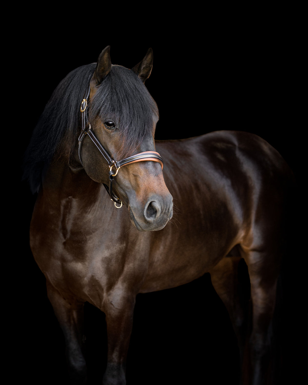 Gray horse wearing the Lumiere halter crafted from Premium leather with Gel-padded anatomic headpiece and contrast white stitching  against a black background