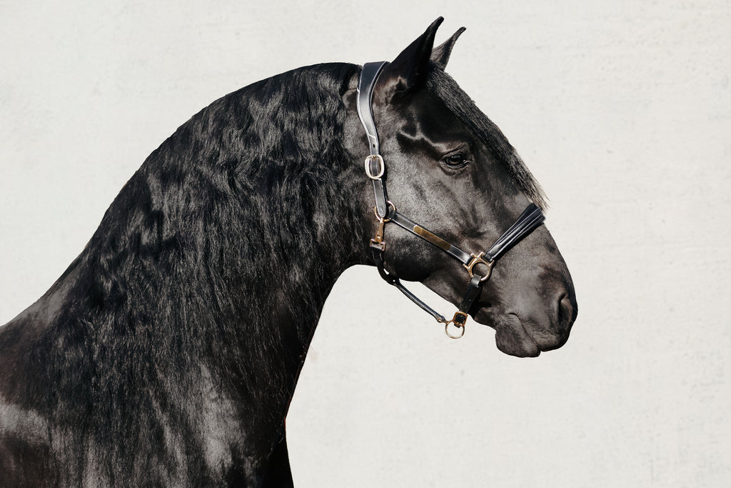 Gray horse wearing the Lumiere halter crafted from Premium leather with Gel-padded anatomic headpiece and contrast white stitching  on a light gray background