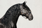Gray horse wearing the Lumiere halter crafted from Premium leather with Gel-padded anatomic headpiece and contrast white stitching  on a light gray background