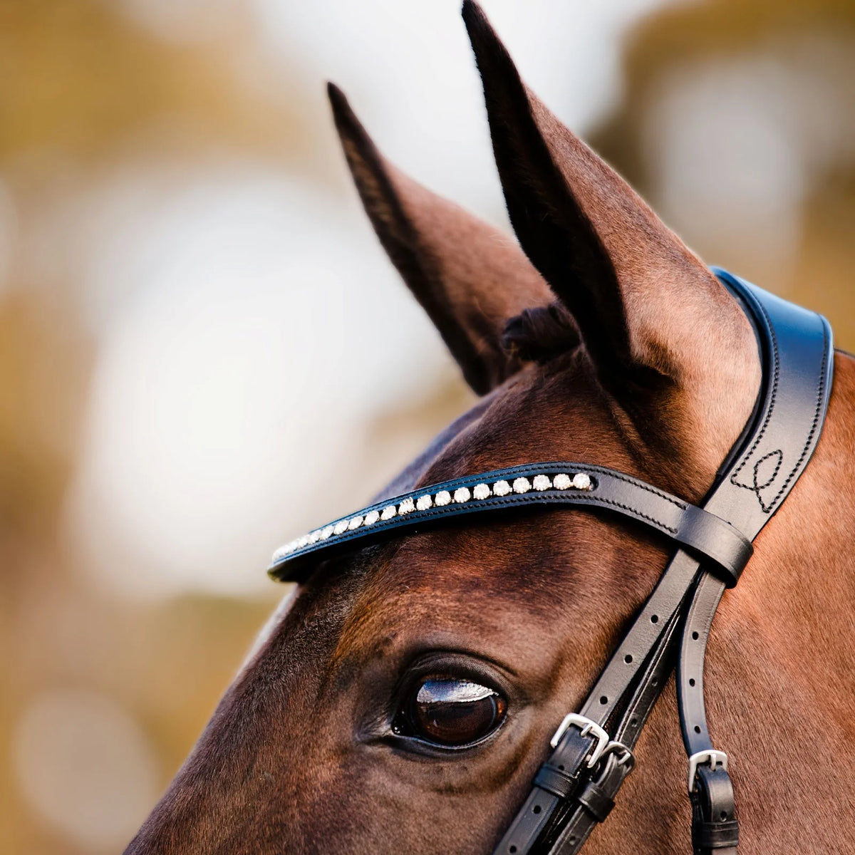 A close-up of the Lumiere Stella classic curved black leather browband with clear Austrian stellux crystals on a horse head