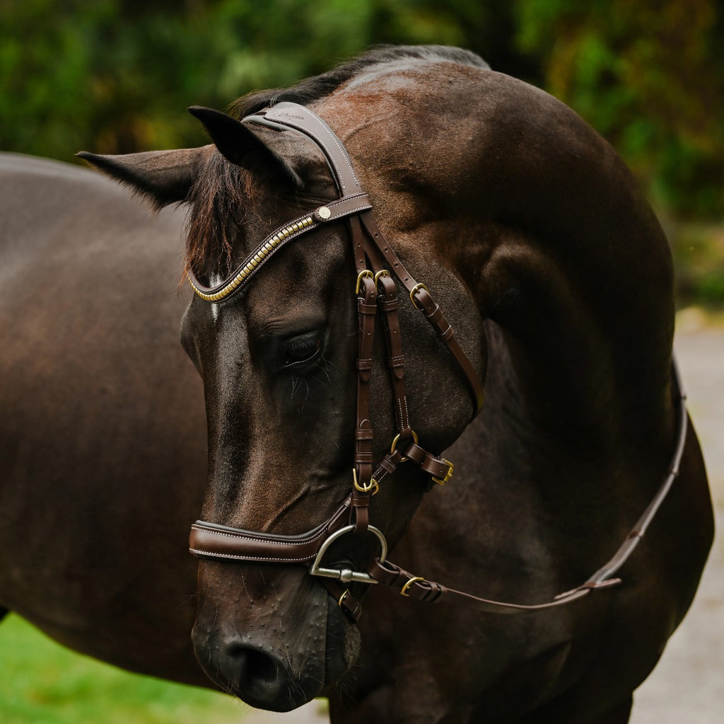Lumiere Dallas leather jumping bridle in brown on a bai horse