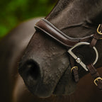 Lumiere Dallas leather jumping bridle noseband in brown on a bai horse head