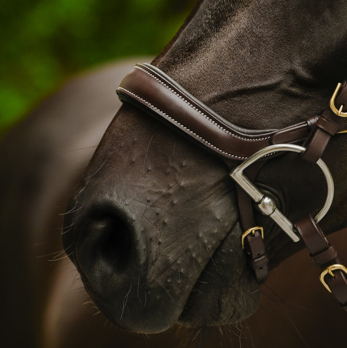Lumiere Dallas leather jumping bridle noseband in brown on a bai horse head
