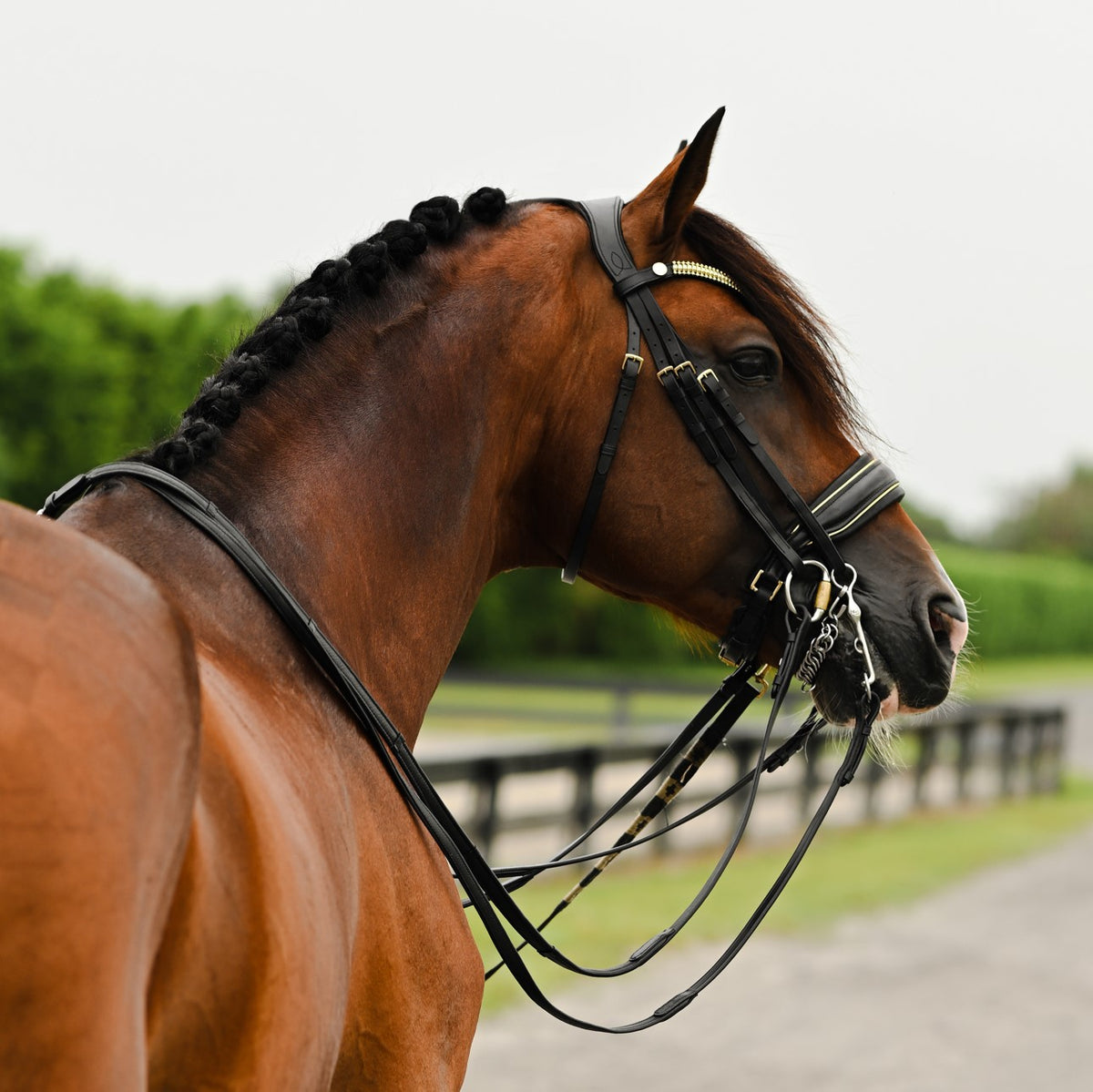 Brown horse wearing the Lumiere Delta double bridle crafted from premium leather with gold browband features a clincher-style centrepiece encased by gold beading, the noseband is gel-padded and finished with gold piping 
The gel-padded anatomic poll-relief headpiece - a blurred green background