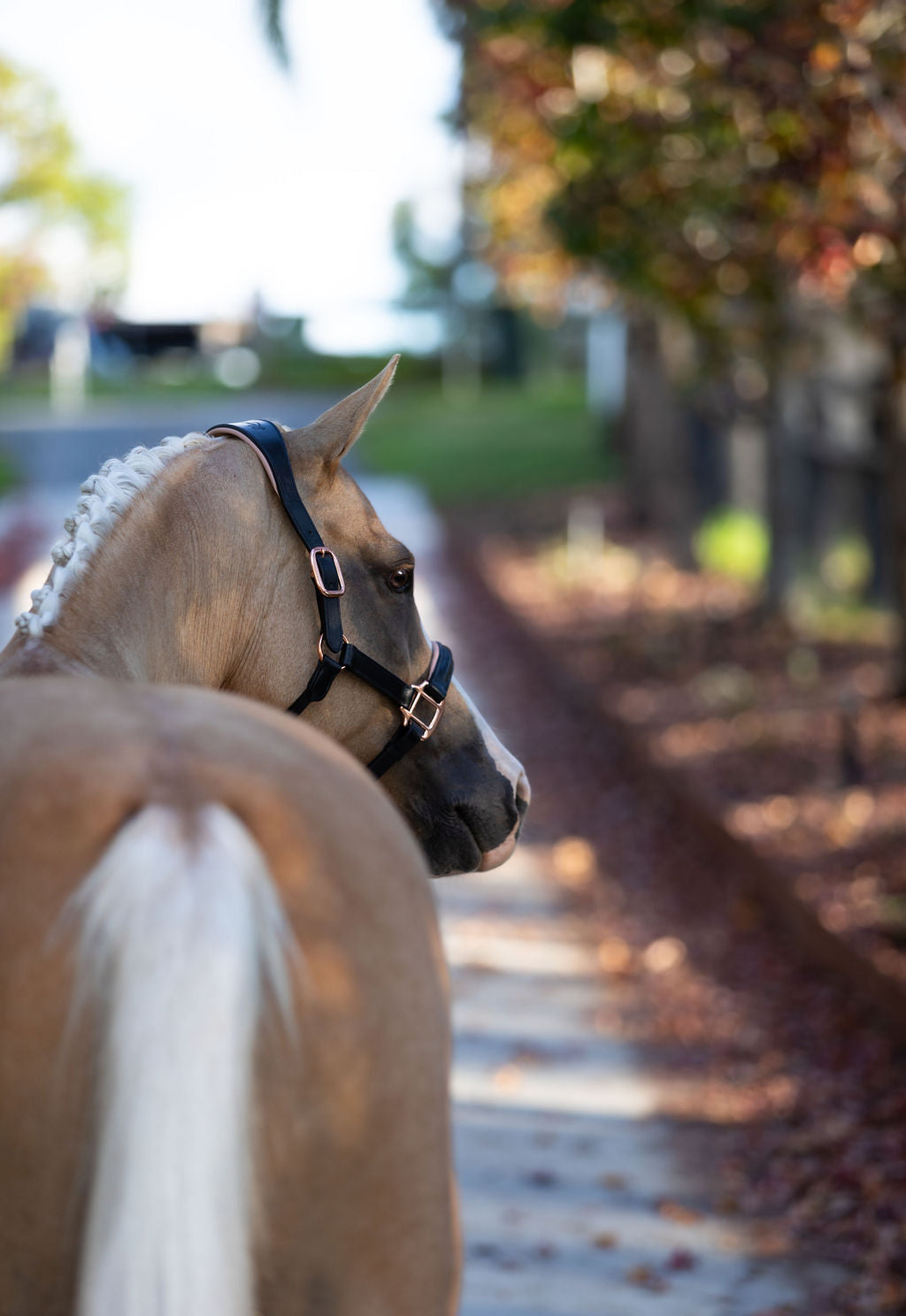 Horse wearing the Lumiere Hollywood halter crafted from luxurious gel-padded rose gold nappa leather with premium rose gold fittings on blurred road background