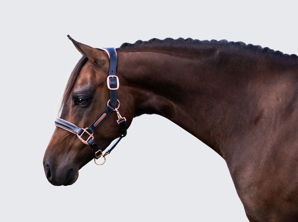 Horse wearing the Lumiere Hollywood halter crafted from luxurious gel-padded rose gold nappa leather with premium rose gold fittings on a plain background
