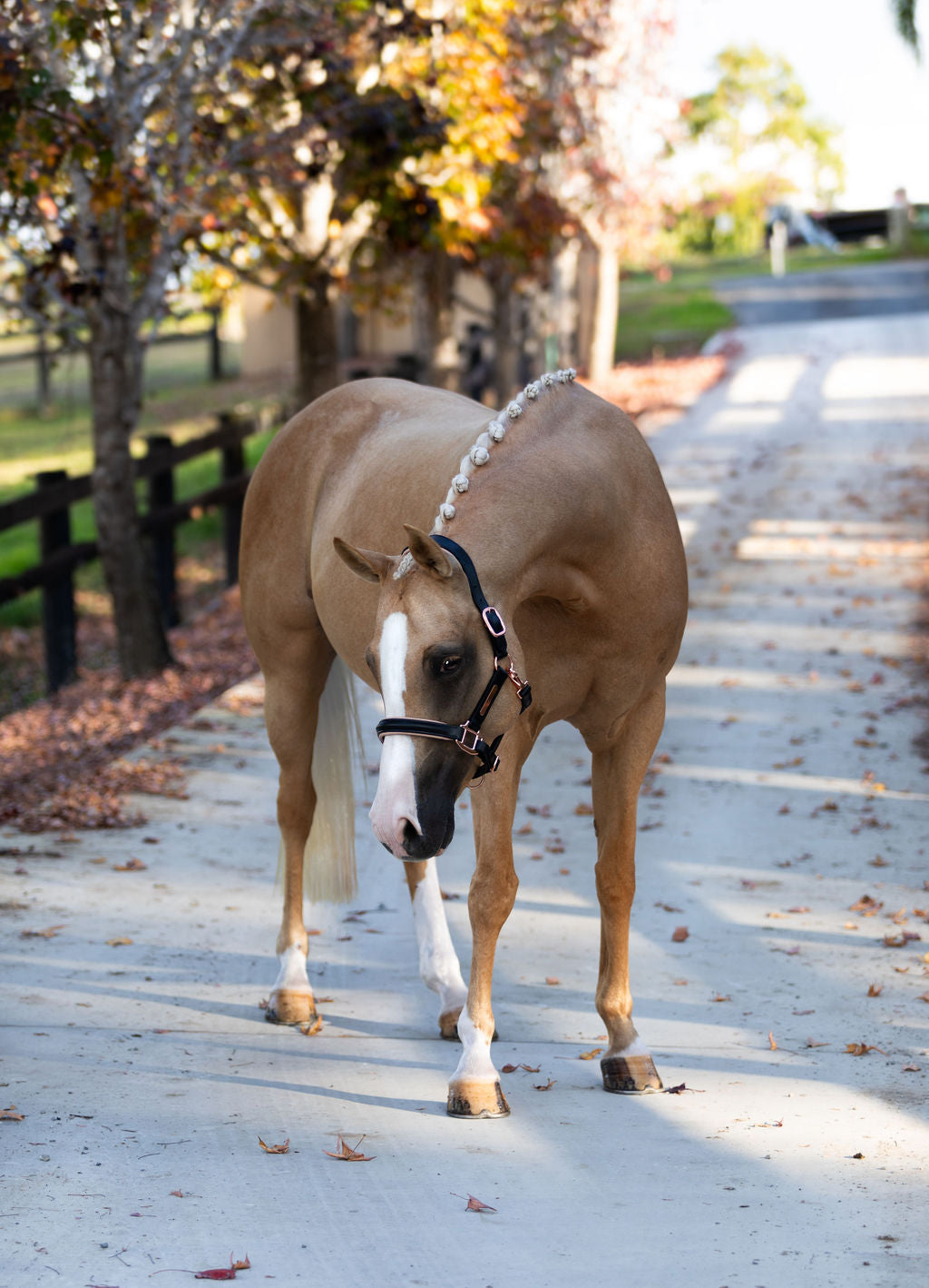 Horse standing on a road between trees wearing the Lumiere Hollywood halter crafted from luxurious gel-padded rose gold nappa leather with premium rose gold fittings