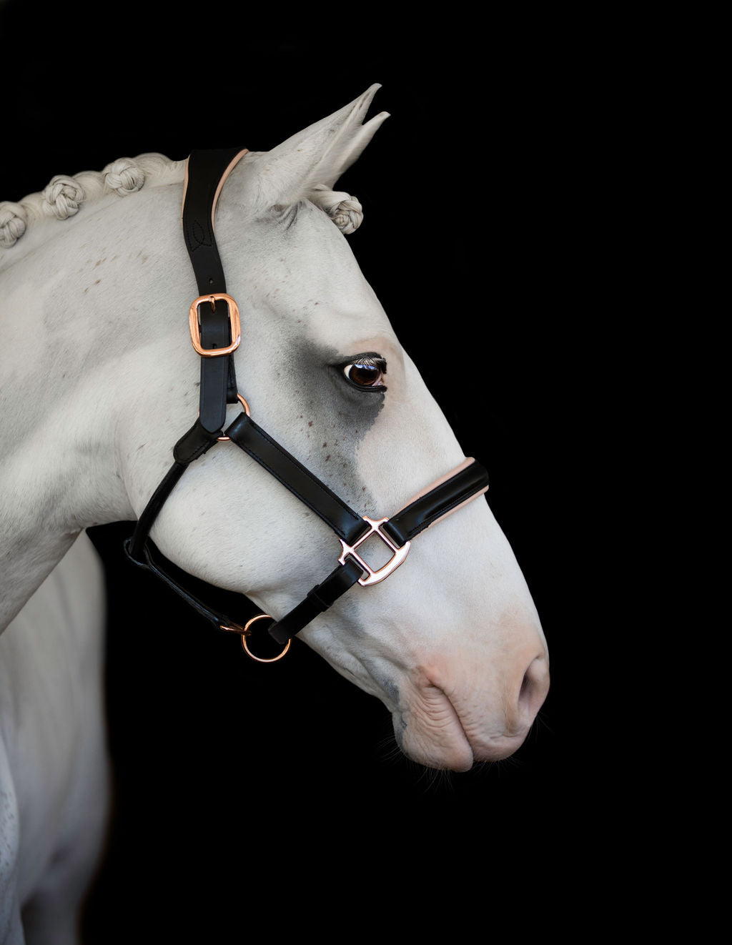 Horse wearing the Lumiere Hollywood halter crafted from luxurious gel-padded rose gold nappa leather with premium rose gold fittings against black background