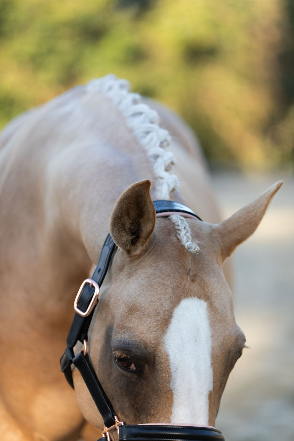 Closeup of a Horse wearing the Lumiere Hollywood halter crafted from luxurious gel-padded rose gold nappa leather with premium rose gold fittings on a blurred background