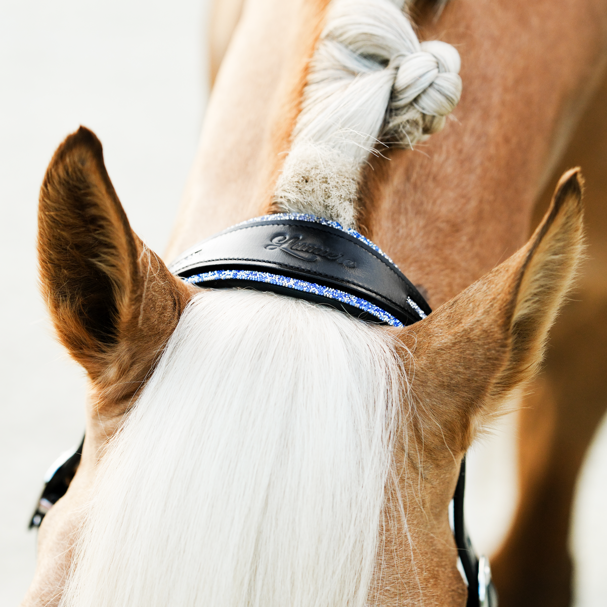 Close-up of a horse's head with the Lumiere Paris halter, focusing on the headpiece.