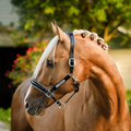 A close-up of a palomino horse outdoors wearing the Lumiere Paris halter with a blurred green tree background