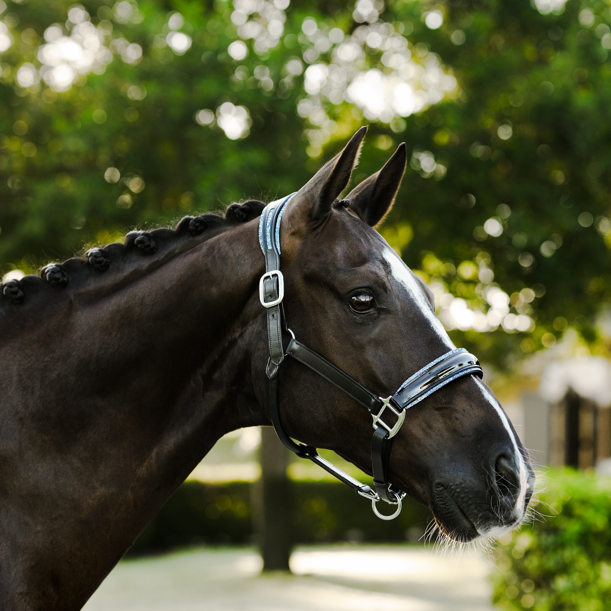 A close-up side profile of a dark brown horse outdoors wearing the Lumiere Paris halter, with a blurred green tree background.