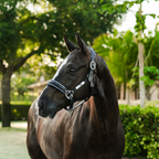 A dark brown horse wearing the Lumiere Paris halter, standing outdoors in a lush green environment.