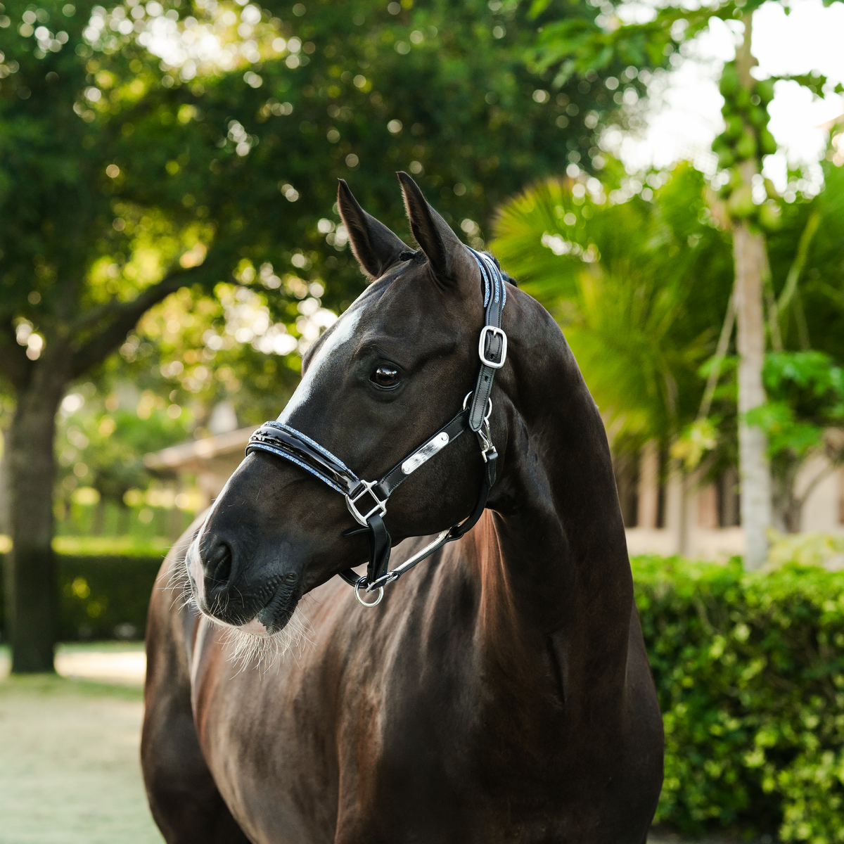 A dark brown horse wearing the Lumiere Paris halter, standing outdoors in a lush green environment.