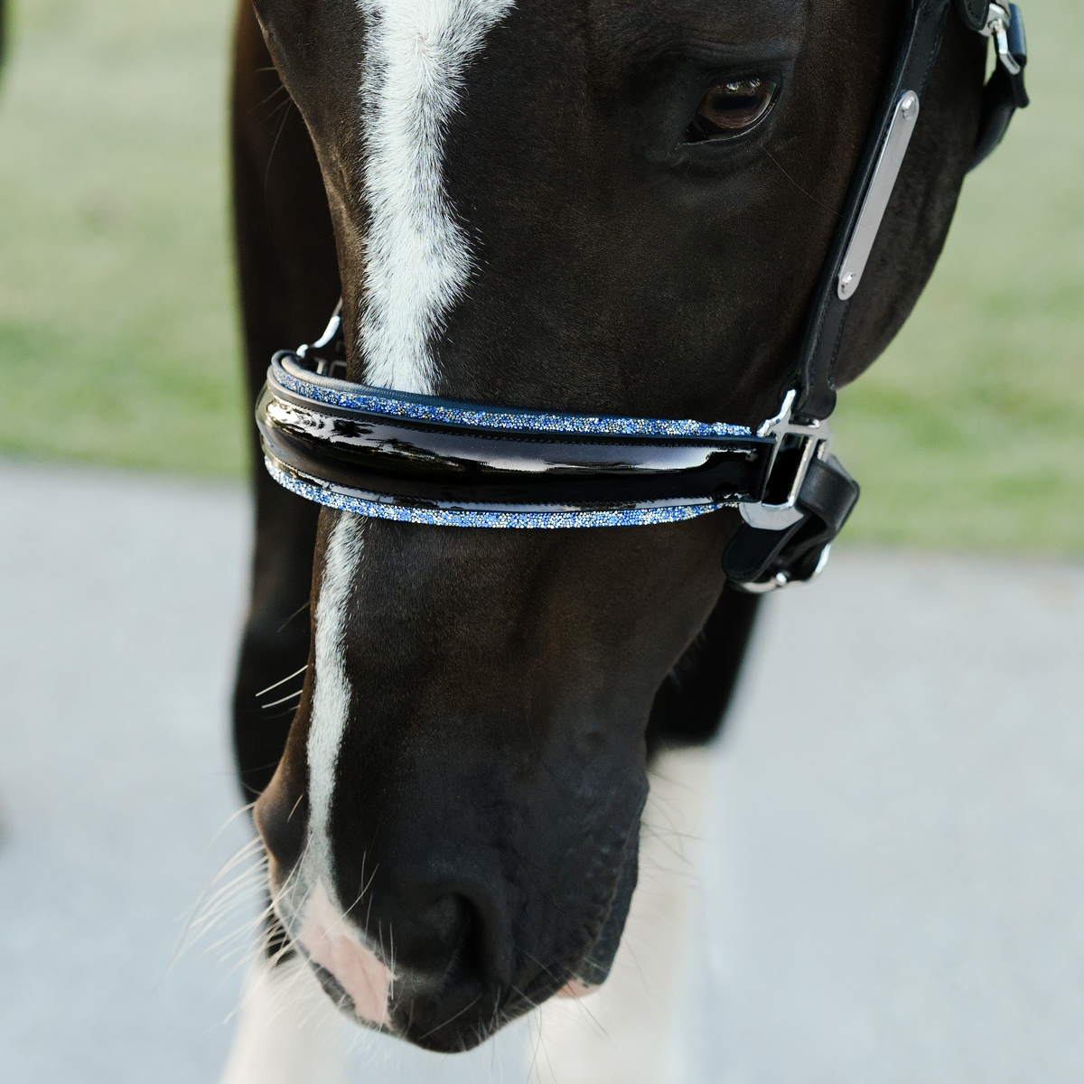 Close-up of a horse wearing the Lumiere Paris halter with a blurred grassy background