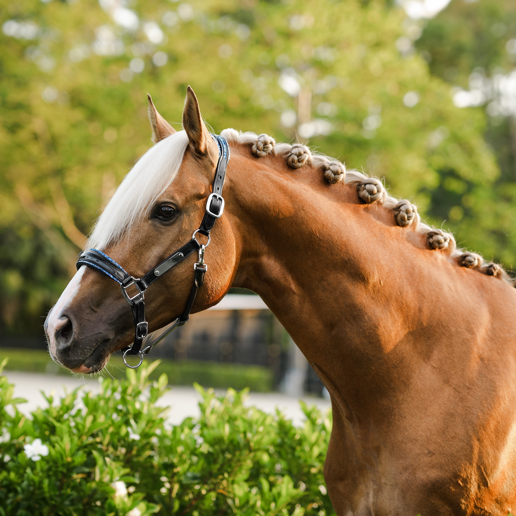 A close-up side profile of a palomino horse outdoors, wearing the Lumiere Paris halter. The horse has a white blaze and is platted.