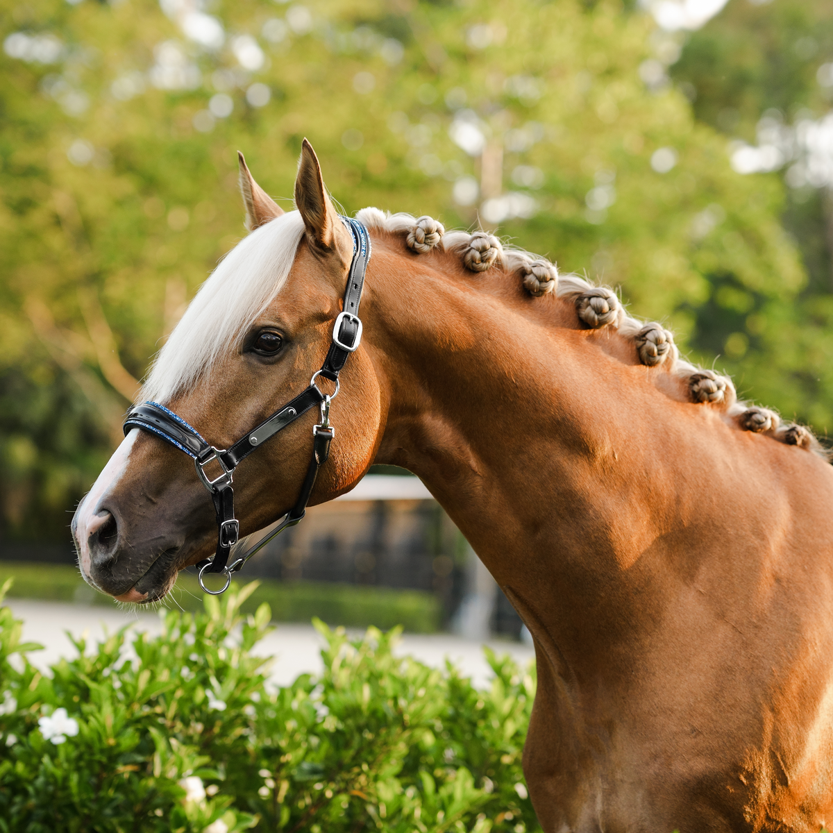 A close-up side profile of a palomino horse outdoors, wearing the Lumiere Paris halter. The horse has a white blaze and is platted.