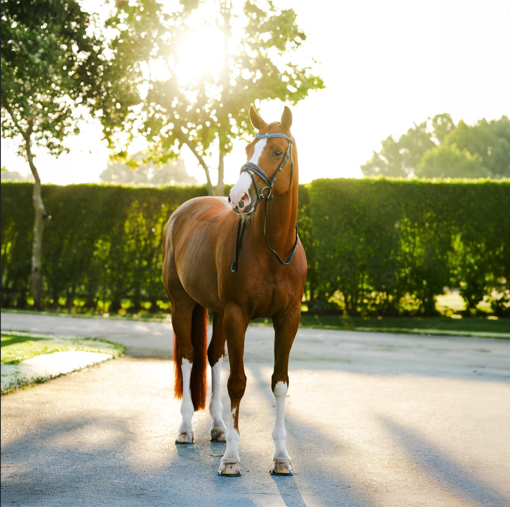 Lumiere Paris black leather bridle -Hanoverian – full front view on a chestnut horse
