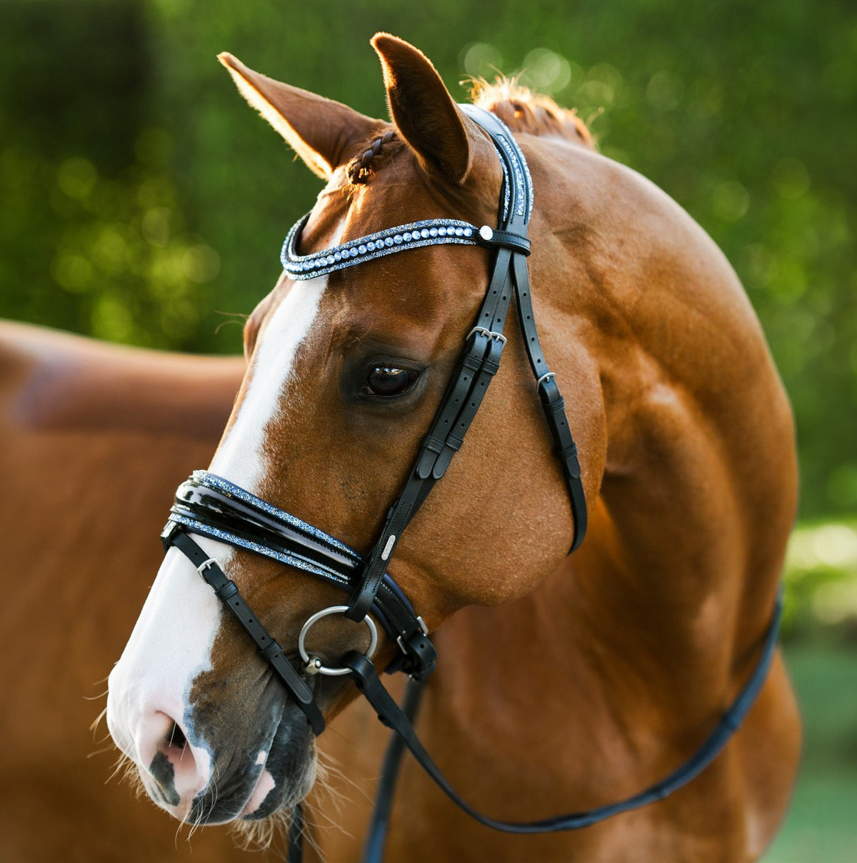 Lumiere Paris black leather bridle Hanoverian – side view on a horse