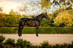 Bai horse in a dressage arena wearing the Lumiere Pippa Hanoverian bridle with a curved crystal browband handcrafted from Austrian stellux crystals in amber and clear tones, matched butter-soft premium leather gel-padded Hanoverian crank noseband and a gel-padded anatomic monocrown headpiece.