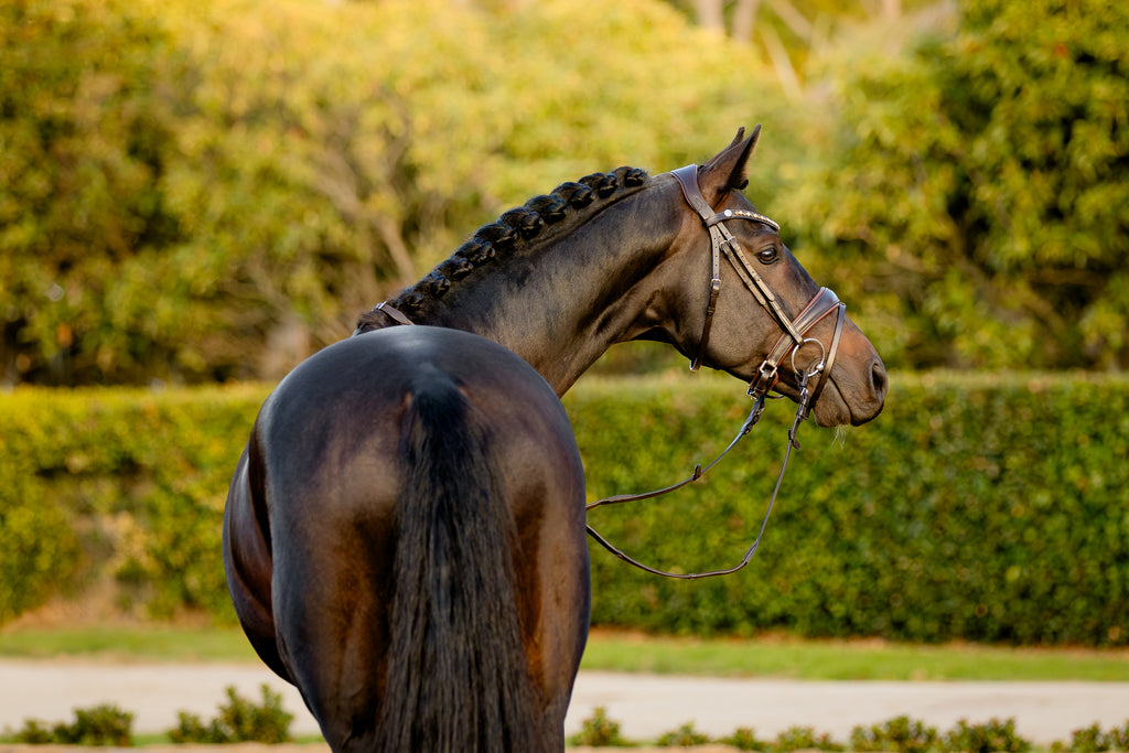 Back view of a Bai horse wearing the Lumiere Pippa Hanoverian bridle with a curved crystal browband handcrafted from Austrian stellux crystals in amber and clear tones, matched butter-soft premium leather gel-padded Hanoverian crank noseband and a gel-padded anatomic monocrown headpiece, green blurred background.