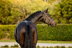 Back view of a Bai horse wearing the Lumiere Pippa Hanoverian bridle with a curved crystal browband handcrafted from Austrian stellux crystals in amber and clear tones, matched butter-soft premium leather gel-padded Hanoverian crank noseband and a gel-padded anatomic monocrown headpiece, green blurred background.