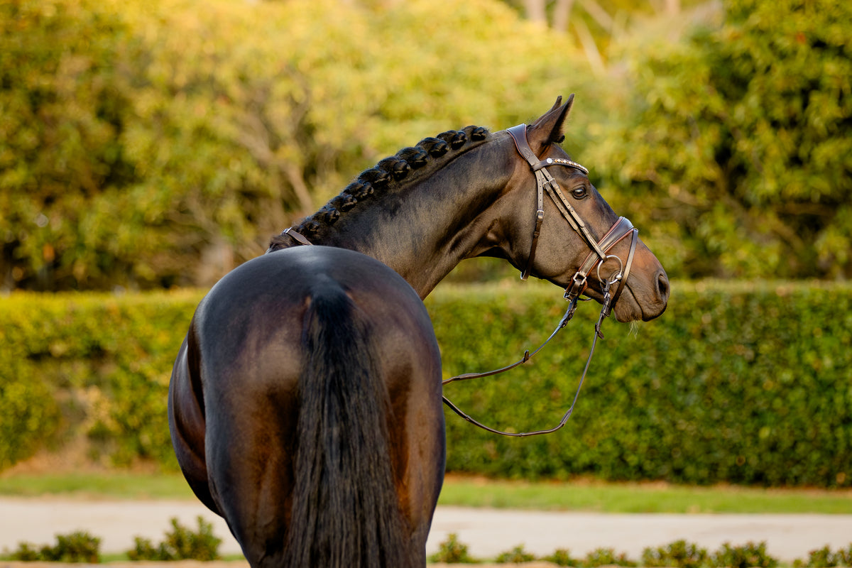 Back view of a Bai horse wearing the Lumiere Pippa Hanoverian bridle with a curved crystal browband handcrafted from Austrian stellux crystals in amber and clear tones, matched butter-soft premium leather gel-padded Hanoverian crank noseband and a gel-padded anatomic monocrown headpiece, green blurred background.