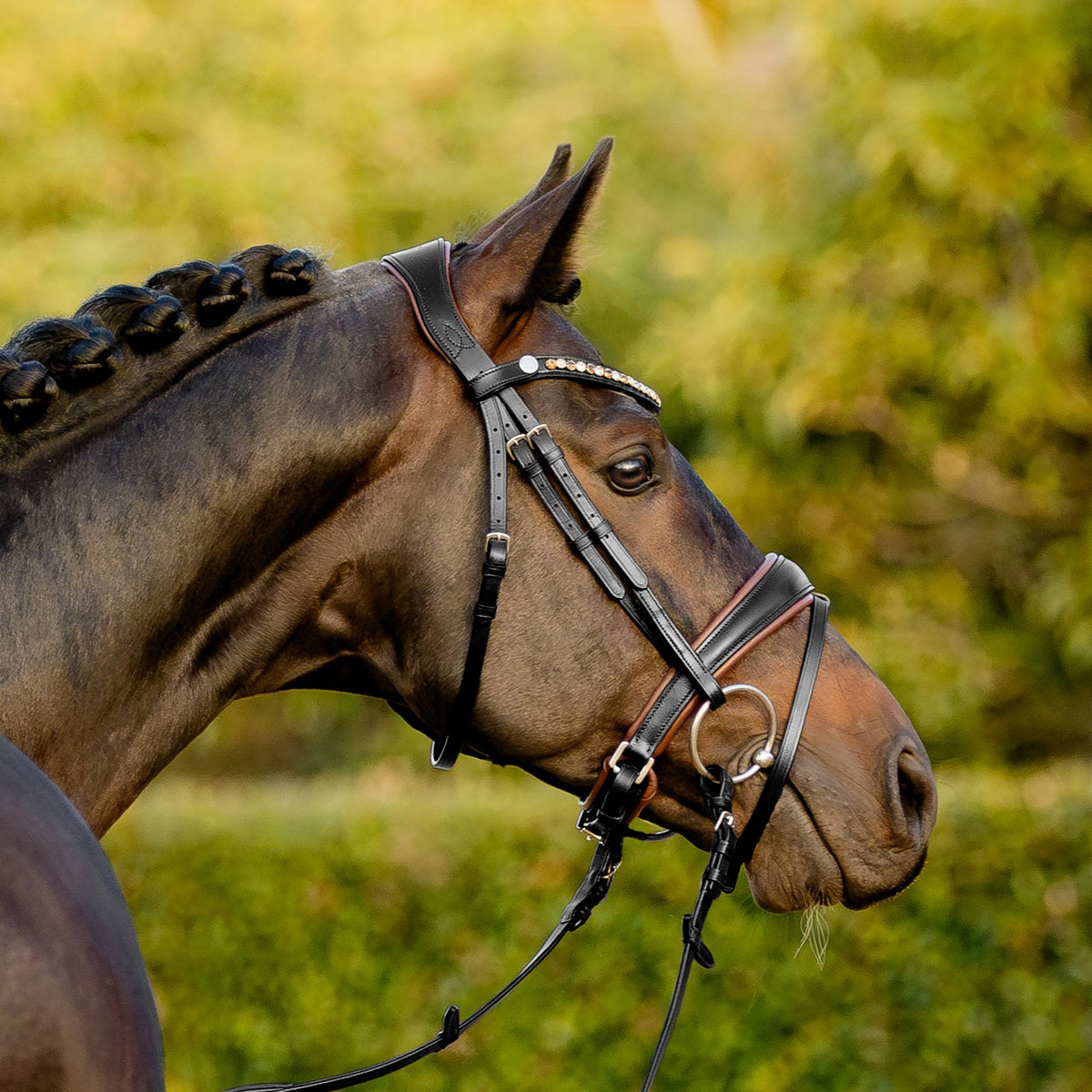 Bai horse wearing the Lumiere Pippa Hanoverian bridle with a curved crystal browband handcrafted from Austrian stellux crystals in amber and clear tones, matched butter-soft premium leather gel-padded Hanoverian crank noseband and a gel-padded anatomic monocrown headpiece, green blurred background.